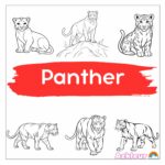 panter