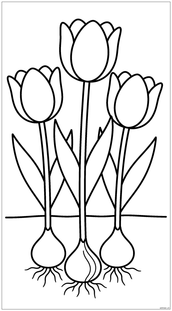 Drie grote tulpen komen uit een tuinbed met zichtbare bollen onder de grond