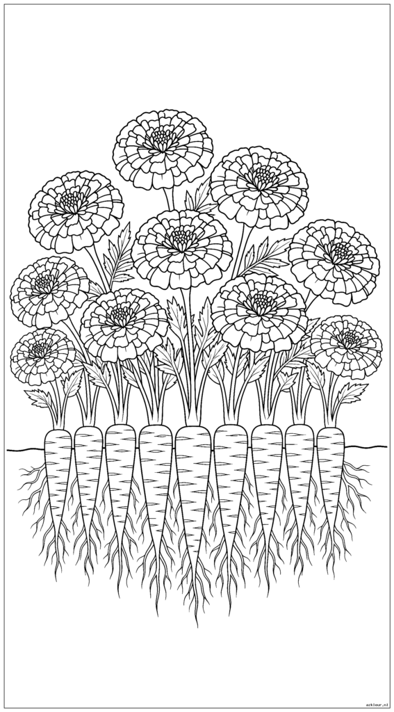 Goudsbloemen die een rij wortelen beschermen met zichtbare wortels onder de grond
