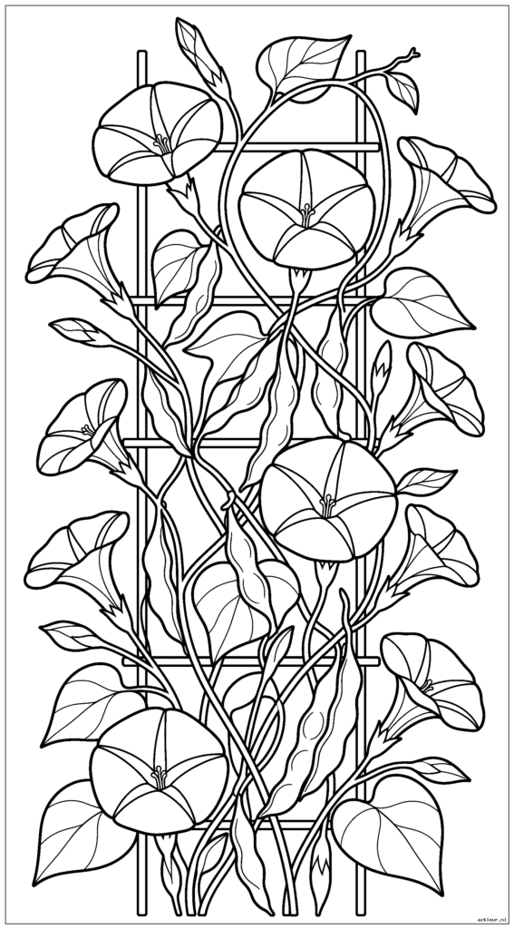 Het beklimmen van bonen op een latwerk met ochtendglorie met elkaar verweven